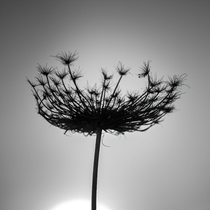 Picture of SILLOUETTE OF A BISHOPS WEED