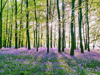 Picture of BLUEBELLS COVERING FOREST FLOOR