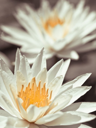 Picture of WATER LILIES