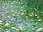 Picture of WATER LILIES