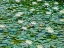 Picture of WATER LILIES