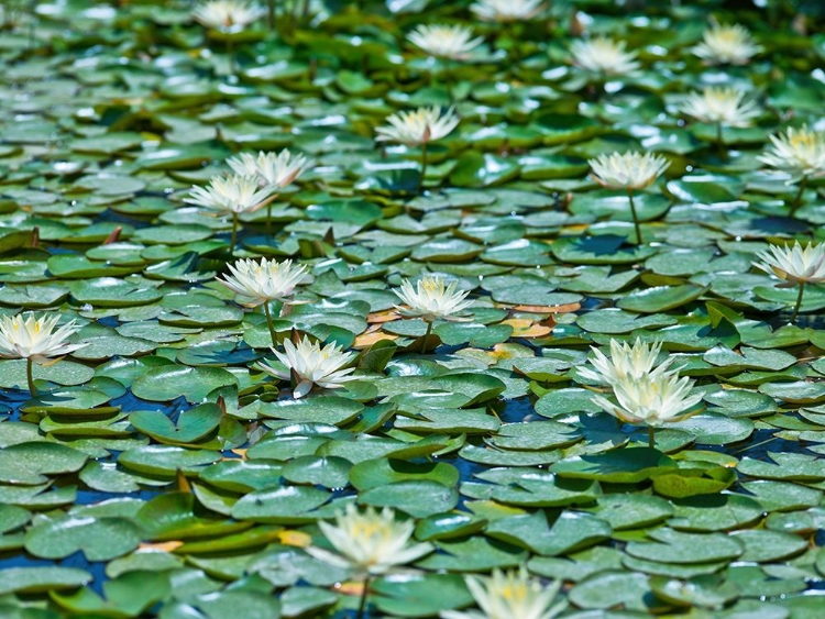 Picture of WATER LILIES