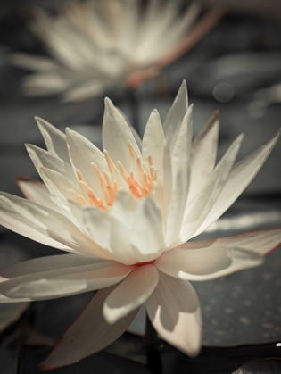 Picture of WATER LILY