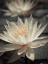 Picture of WATER LILY