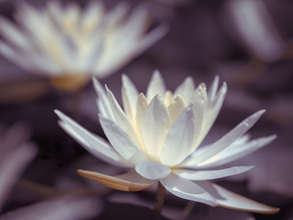 Picture of WATER LILIES