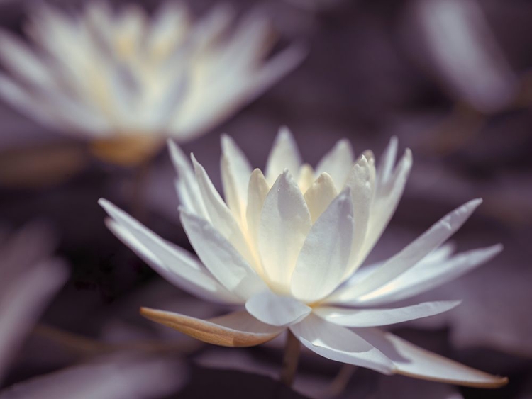 Picture of WATER LILIES