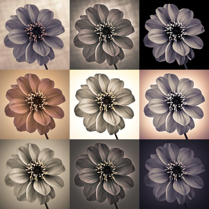 Picture of COLLAGE OF DAHLIAS FLOWERS