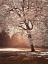 Picture of AUTUMN TREE IN SUNLIGHT