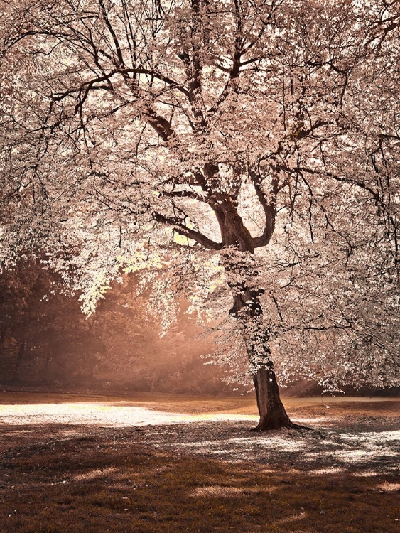 Picture of AUTUMN TREE IN SUNLIGHT