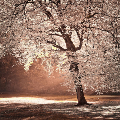 Picture of AUTUMN TREE IN SUNLIGHT