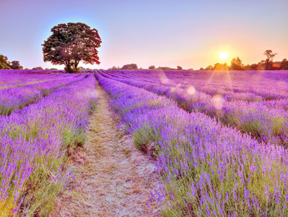 Picture of LAVENDER FIELD AT SUNSET