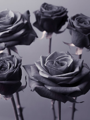 Picture of CLOSE-UP OF ROSES ON COLORED BACKGROUND