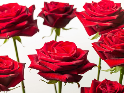 Picture of CLOSE-UP OF ROSES ON COLORED BACKGROUND