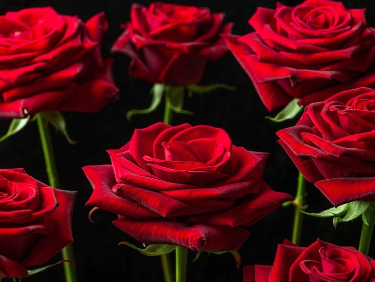 Picture of CLOSE-UP OF ROSES ON COLORED BACKGROUND