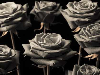 Picture of CLOSE-UP OF ROSES ON COLORED BACKGROUND