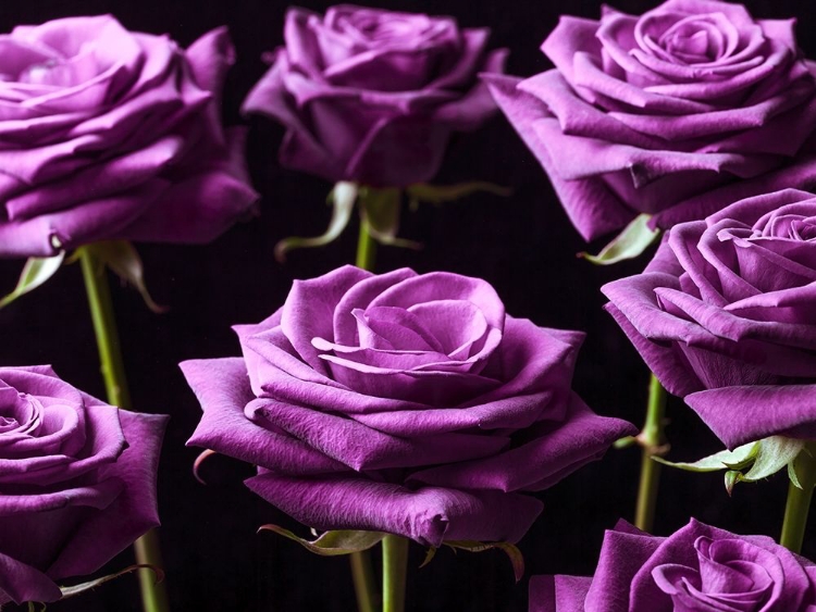 Picture of CLOSE-UP OF ROSES ON COLORED BACKGROUND