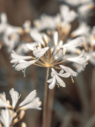 Picture of AFRICAN LILIES