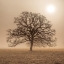 Picture of TREES IN GRASS FIELDS