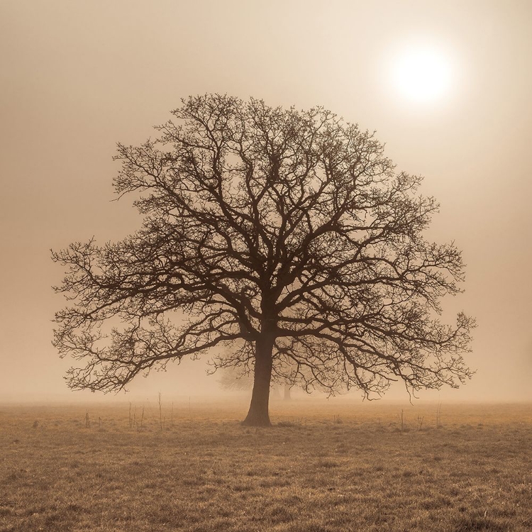 Picture of TREES IN GRASS FIELDS