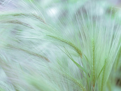 Picture of WILD GRASS FOXTAIL BARLEY
