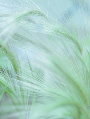 Picture of WILD GRASS FOXTAIL BARLEY