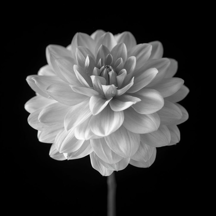 Picture of DAHLIA FLOWER ON BLACK BACKGROUND