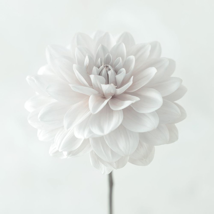 Picture of DAHLIA FLOWER ON WHITE BACKGROUND