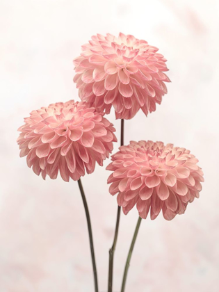 Picture of THREE DAHLIA FLOWERS ON WHITE BACKGROUND