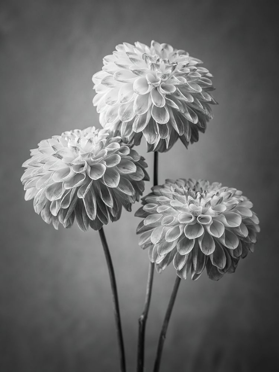 Picture of THREE DAHLIA FLOWERS