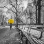 Picture of TOURIST ON PATHWAY WITH YELLOW UMBRELLA AT CENTRAL PARK-NEW YORK