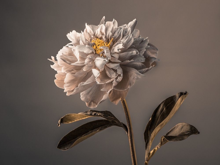 Picture of PEONY FLOWER