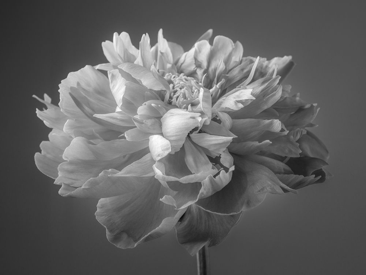 Picture of PEONY FLOWER