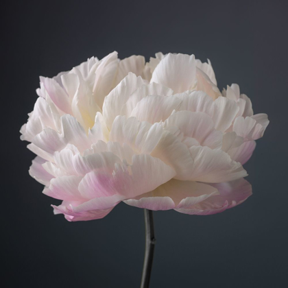 Picture of PEONY FLOWER