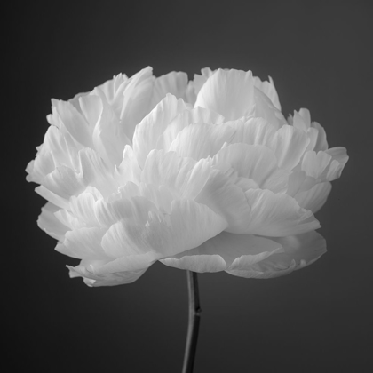 Picture of PEONY FLOWER