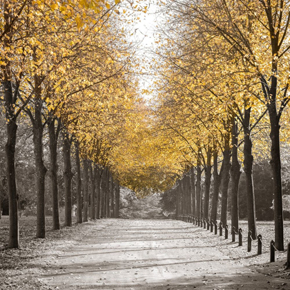 Picture of ROAD THROUGH TREES