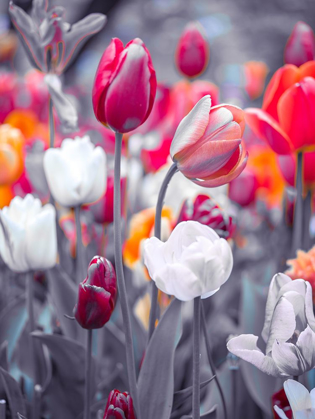Picture of COLORFUL TULIP FLOWERS