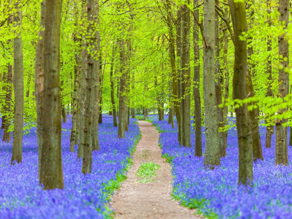 Picture of BLUEBELL PATH