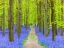 Picture of BLUEBELL PATH
