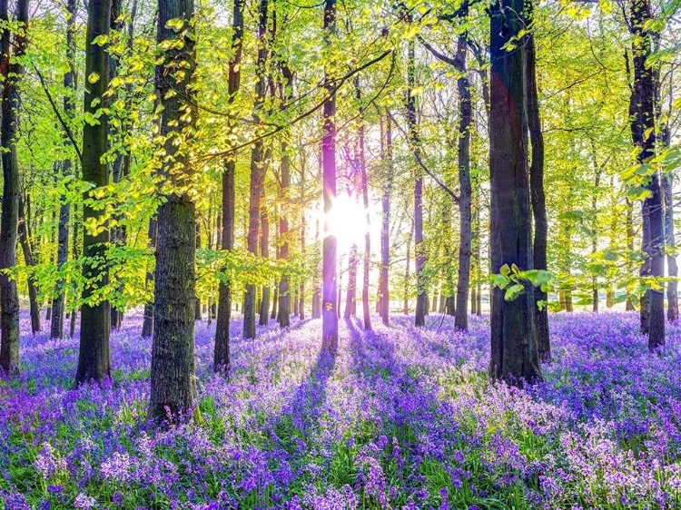 Picture of BLUEBELLS