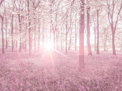 Picture of BLUEBELLS IN PINK