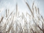 Picture of SUN RAYS THROUGH BARLEY FILED