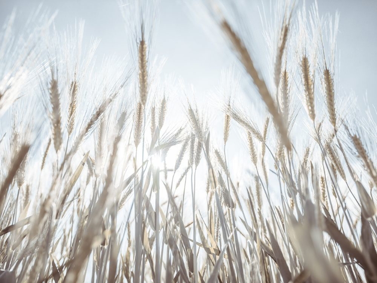 Picture of SUN RAYS THROUGH BARLEY FILED