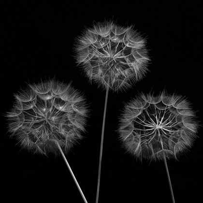 Picture of DANDELION FLOWERS OVER BLACK BACKGROUND
