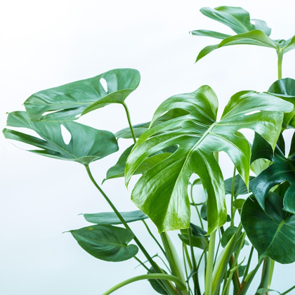 Picture of CLOSE-UP OF A PLANT ON WHITE BACKGROUND