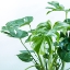Picture of CLOSE-UP OF A PLANT ON WHITE BACKGROUND