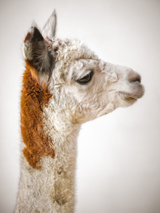 Picture of CLOSE-UP OF ALPACA