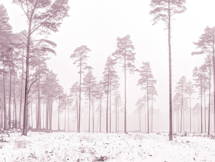 Picture of SNOWY FOREST IN WINTER