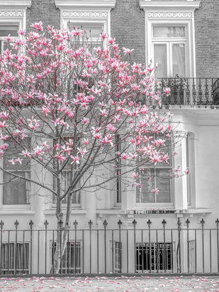 Picture of MAGNOLIA TREE OUTSIDE HOUSE IN LONDON