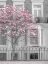 Picture of MAGNOLIA TREE OUTSIDE HOUSE IN LONDON