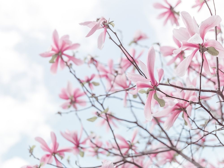 Picture of MAGNOLIAS AGAINST SKY